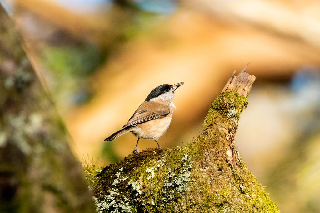 Photo of Marsh Tit